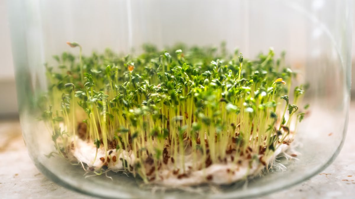 Close-up of fresh cress sprouts growing in a glass bowl, symbolizing growth and freshness.